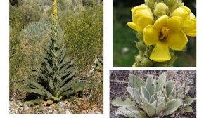 Норичниковые Бурачниковые Губоцветные