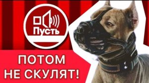 Питбуль, как вид холодного оружия