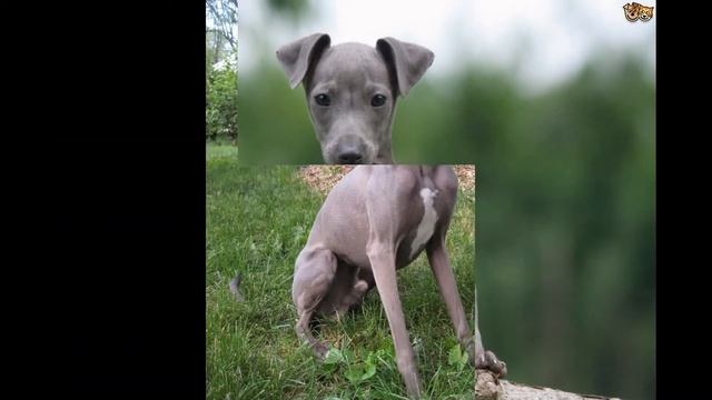 Левретки/Italian Greyhound (порода собак HD slide show)! смотреть онлайн