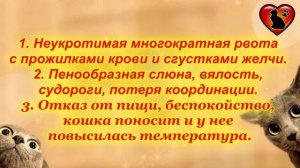 Какие комнатные растения опасны для кошек? Какая трава полезна для кошек?