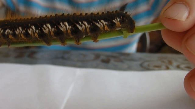 Выращиваем бабочек из огромных и мохнатых гусениц. Серия 2 смотреть онлайн