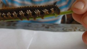 Выращиваем бабочек из огромных и мохнатых гусениц. Серия 2