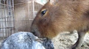 Капибара жует ушки кролика