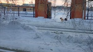 Реми, Малыш и Чарли. Январь 2024