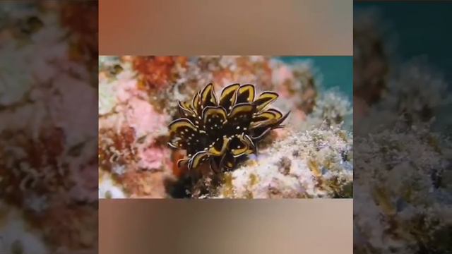 Чёрно-золотистый моллюск смотреть онлайн