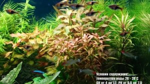 Аммания сулавеси Ammania sp  Sulawesi капризная красавица в аквариуме