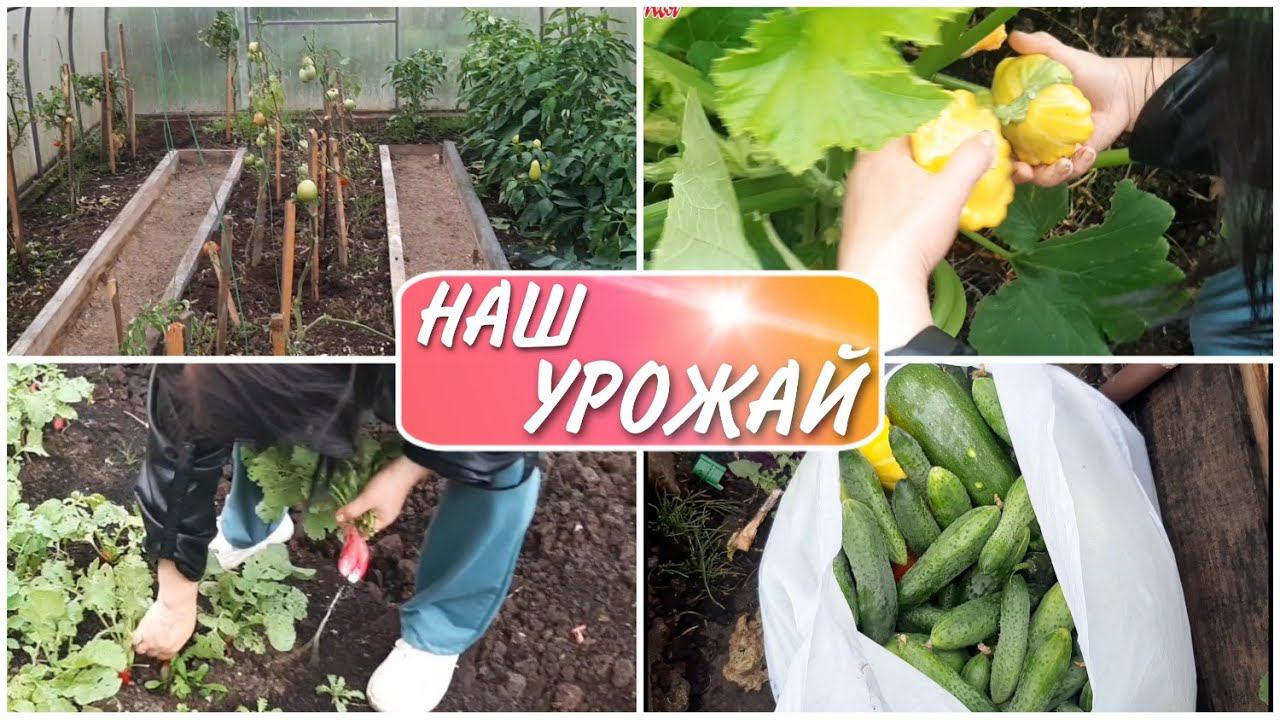 Наш урожай осень 2020//наш огород//на даче//моя семья//семейный влог//семейный канал//family vlog