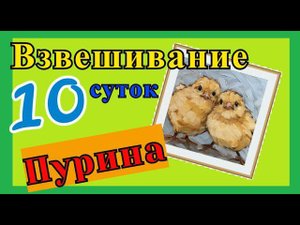 Вес бройлера Кобб-500 в 10 дней. Пурина
