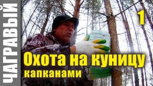 Охота на куницу капканами | начало. Hunting for marten with traps. Start