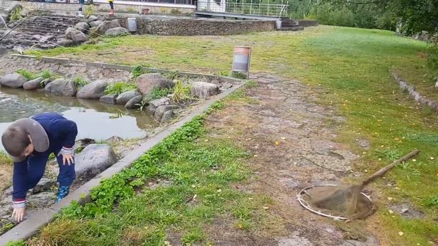 Рыбалка. Золотая форель. 5 кг за 2 часа. смотреть онлайн