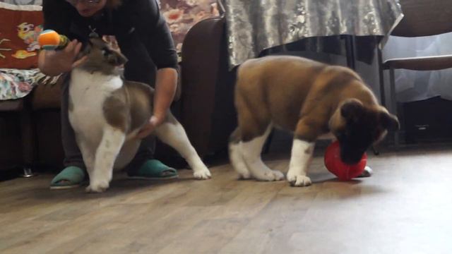 щенки американской акиты Зайка и Шаня(2,5мес.) смотреть онлайн