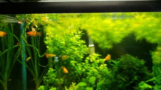 Появилась черная борода в аквариуме 1 часть смотреть онлайн