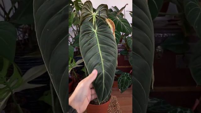 Philodendron Melanochrysum XXL