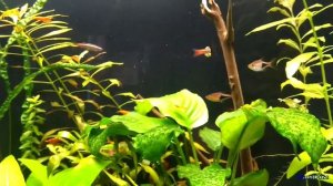 Чем дезинфицировать аквариум при туберкулезе у рыб.  Микобактериоз.