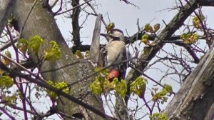 Птица дятел крупным планом. Dendrocopos