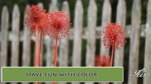 Colorful Allium to Add Color to Your Garden using Spray Paint!