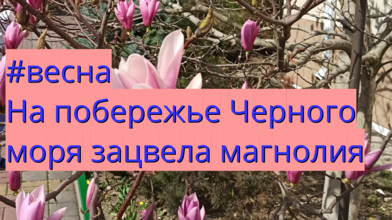 #весна На побережье зацвела магнолия