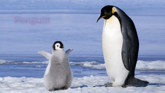 Морские обитатели для детей на русском и английском