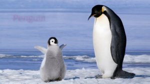 Морские обитатели для детей на русском и английском