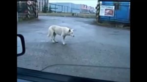 Приколы с животными