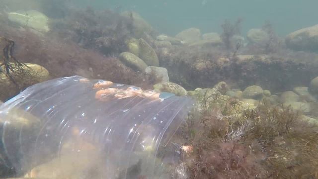 Анапа - Чёрное море 15.07.2021 - Рыбалка без удочки. Ловушка из бутылки. Креветки. Подводная съемка смотреть онлайн