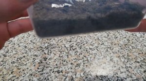 Муравьи Черный садовый муравей/Lasius niger  (Начало)