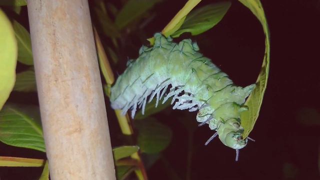 Эволюция хищника из гусеницы смотреть онлайн