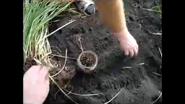 Чуфа (земляной миндаль).