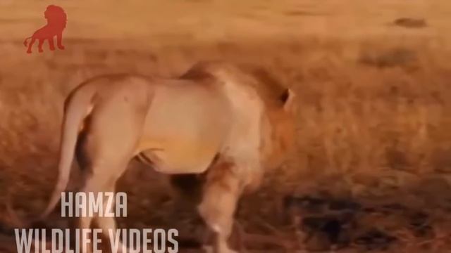 Лев убивает детенышей Гиены перед их матерью!!! смотреть онлайн