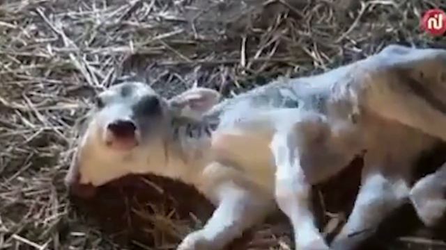 10 НЕВЕРОЯТНЫХ ДВУХГОЛОВЫХ СОЗДАНИЙ