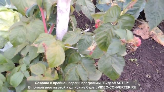 ОСЕННИЕ ХЛОПОТЫ