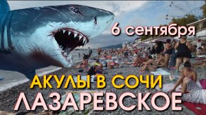 Почему акулы не заплывают в черное море, Лазаревское обзор, Лазаревское сегодня ,Акула черное море