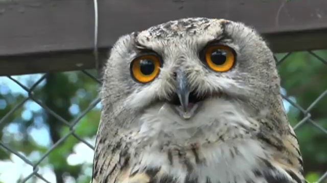 Как Львы уживаются со Слонами? В мире животных смотреть онлайн видео от ...