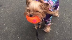 DogVlog: гуляю с йоркширским терьером / играем в мяч