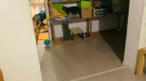 Кане корсо сильнее Стаффа?🤔или победила дружба😝. Перетягивание каната#стафф #питбуль #канекорсо