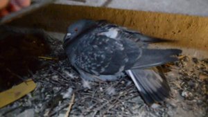 Самка голубя на гнезде