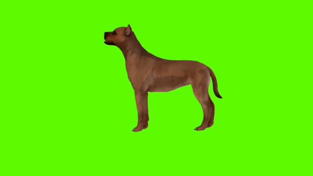 Dog green screen video || Dog running video effects смотреть онлайн