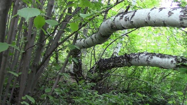 Причуды природы. Берёза растёт вниз на склоне горы