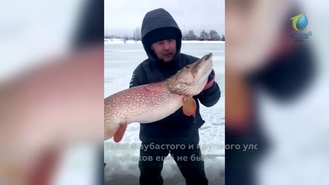 Поймали огромную щуку смотреть онлайн
