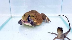 Giant Bullfrog Big Scorpion Tree Lizard! Mr Frog Live Feeding