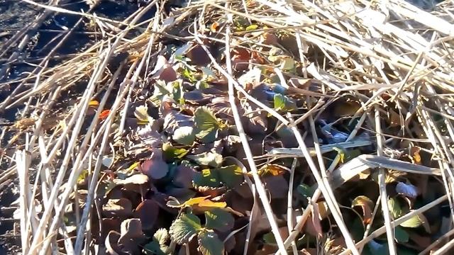 СХЕМА ОБРАБОТКИ КЛУБНИКИ ДЛЯ ДАЧИ смотреть онлайн