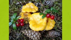 З Роот Ах, какая осень