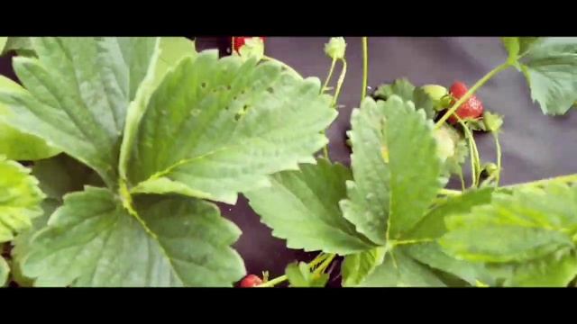 Сладкая красавица Марисоль