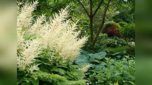 Волжанка двудомная