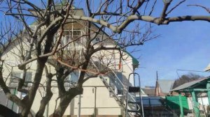 Обрезка  хурмы Зенджи мару. Часть 2 обрезка начата.