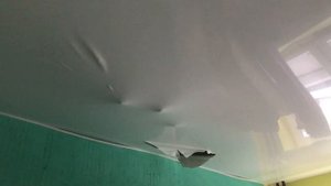 Кошка под натяжным потолком