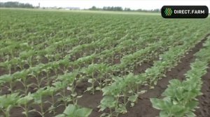 5 видео. Эффективность гербицидной обработки