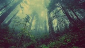 Медитация, природа,лес, музыка