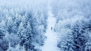 Steps in the Snow in the Winter Forest