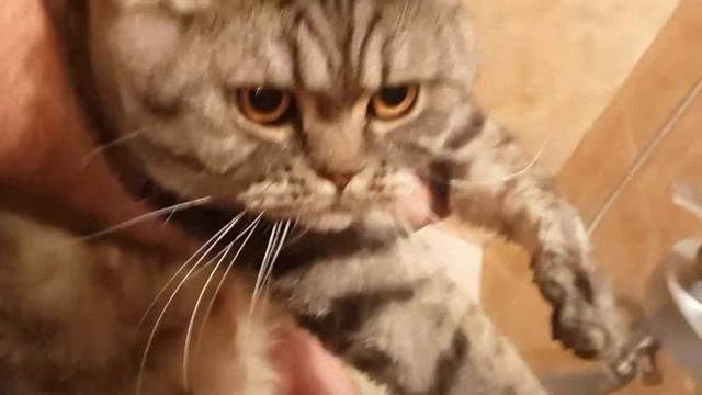 Котик говорит "АГУ" смотреть онлайн